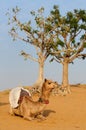 Camel Safari Royalty Free Stock Photo