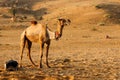Camel Safari Royalty Free Stock Photo