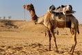 Camel Safari Royalty Free Stock Photo