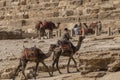 Camel Safari in the Egyptian Desert
