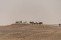 Camel Safari in the Egyptian Desert