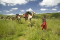 Camel safari with Masai warriors leading camels through green grasslands of Lewa Wildlife Conservancy, North Kenya, Africa