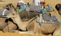 Camel safari in the sand desert Royalty Free Stock Photo