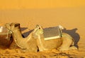 Camel safari in the sand desert Royalty Free Stock Photo