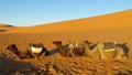 Camel safari in the sand desert Royalty Free Stock Photo