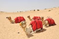 Camel safari, sitting camels in Dubai Royalty Free Stock Photo