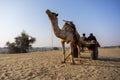 Camel safari in Thar desert Jaisalmer