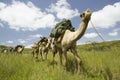 Camel safari walk through green grasslands of Lewa Wildlife Conservancy, North Kenya, Africa