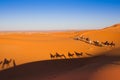 Camel safari on west sahara desert