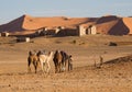 Camel safari on west sahara desert Royalty Free Stock Photo