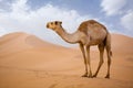 Camel in Sahara Royalty Free Stock Photo