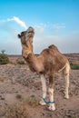 Camel in Sahara Royalty Free Stock Photo