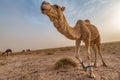 Camel in Sahara Royalty Free Stock Photo