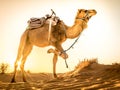 Camel at Sahara desert during sunrise, Merzouga, Morocco