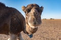 Camel in Sahara, Morocco