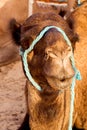 camel in the sahara's desert