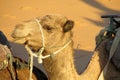 Camel in sand desert Royalty Free Stock Photo