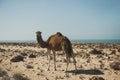 Camel on a sand dune looking out over the Sahara Desert Royalty Free Stock Photo