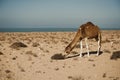 Camel on a sand dune looking out over the Sahara Desert Royalty Free Stock Photo