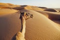 Camel on sand dune Royalty Free Stock Photo