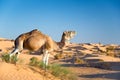 Camel in the Sand dunes desert of Sahara Royalty Free Stock Photo