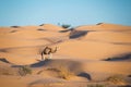 Camel in the Sand dunes desert of Sahara Royalty Free Stock Photo