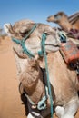 Camel in the Sand dunes desert of Sahara Royalty Free Stock Photo
