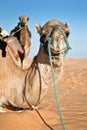 Camel in the Sand dunes desert of Sahara Royalty Free Stock Photo