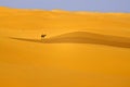 Camel in sand dunes Royalty Free Stock Photo