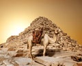 Camel in sandy desert Royalty Free Stock Photo