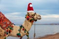 Camel in Santa Claus hat on a beach in Egypt. Egypt Christmas Holidays background Royalty Free Stock Photo