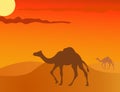 Camel in the savanna