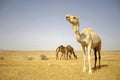 Camel in sede boker desert Royalty Free Stock Photo