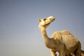 Camel in sede boker desert Royalty Free Stock Photo