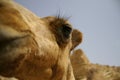 Camel in sede boker desert Royalty Free Stock Photo