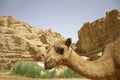 Camel in sede boker desert Royalty Free Stock Photo