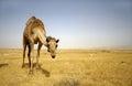 Camel in sede boker desert Royalty Free Stock Photo