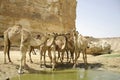 Camel in sede boker desert Royalty Free Stock Photo