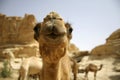 Camel in sede boker desert Royalty Free Stock Photo