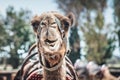 Camel. Selective focus close-up portrait Royalty Free Stock Photo
