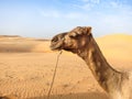 Camel in Senegal Royalty Free Stock Photo