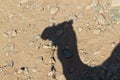 Camel shadow Royalty Free Stock Photo