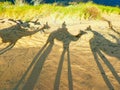 Camel shadow on the sand dune, Egypt Royalty Free Stock Photo