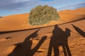 Camel shadow on the sand dune in Sahara Desert Royalty Free Stock Photo