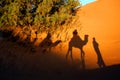 Camel shadows in a desert Royalty Free Stock Photo