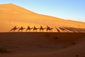 Camel Shadows in the Moroccan Sahara