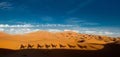 Camel shadows in the sahara Royalty Free Stock Photo