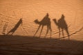 Camel shadows on Sahara Desert sand in Morocco. Royalty Free Stock Photo