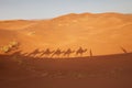 Camel shadows in Sahara desert Royalty Free Stock Photo