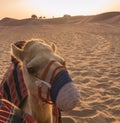 Camel in Sharjah, UAE at sunset with camels in background